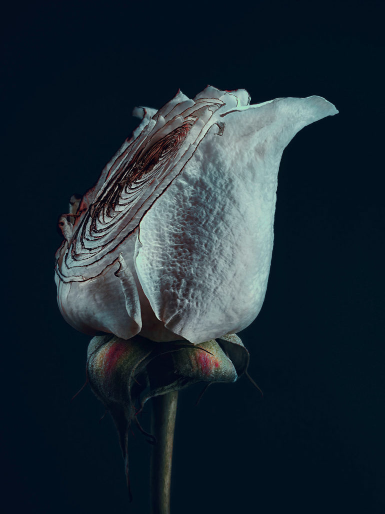 simon puschmann flower photography