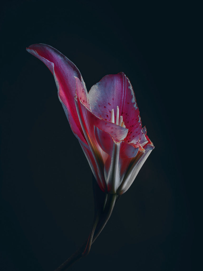 simon puschmann flower photography