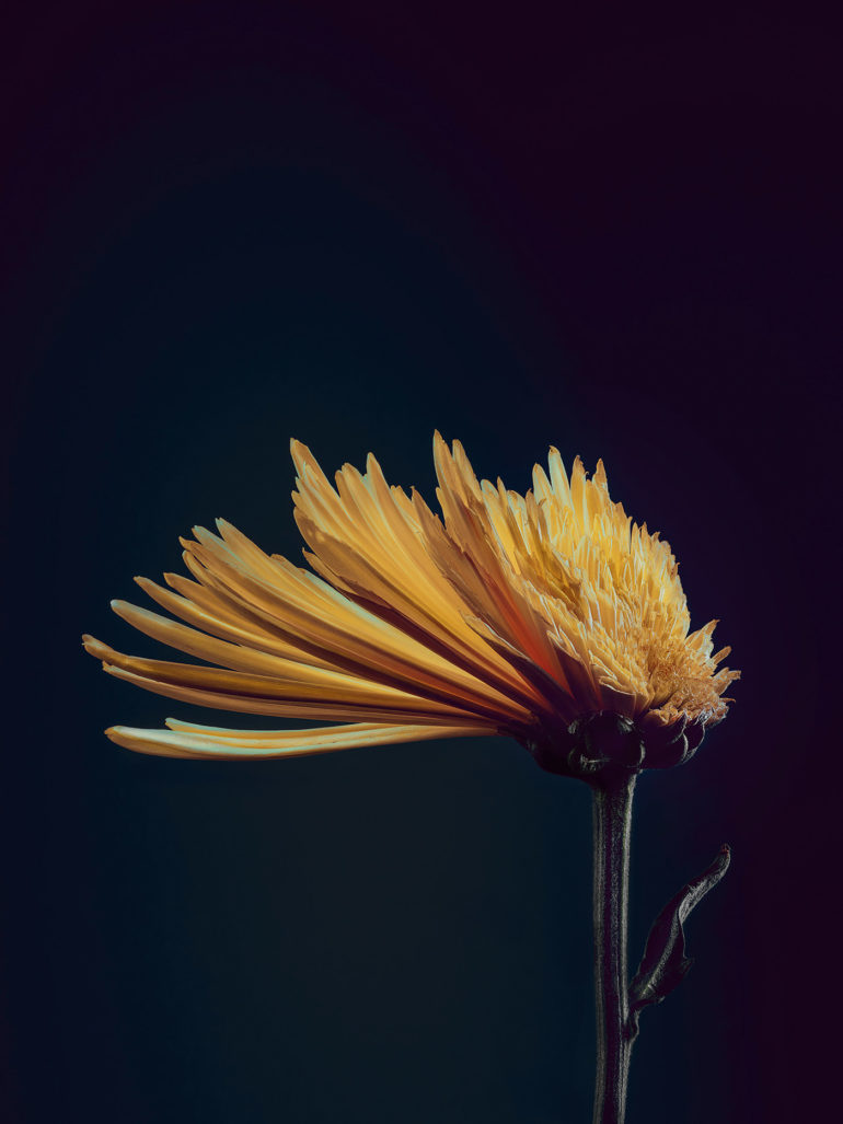 simon puschmann flower photography