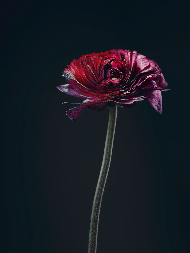 simon puschmann flower photography