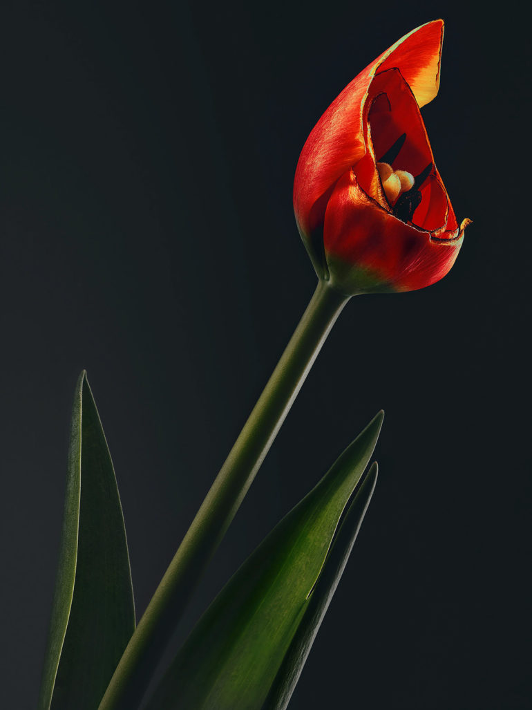 simon puschmann flower photography