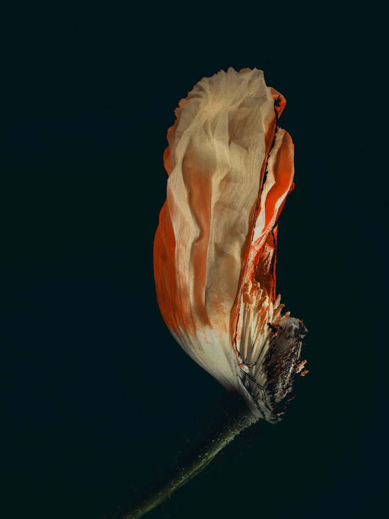 simon puschmann flower photography