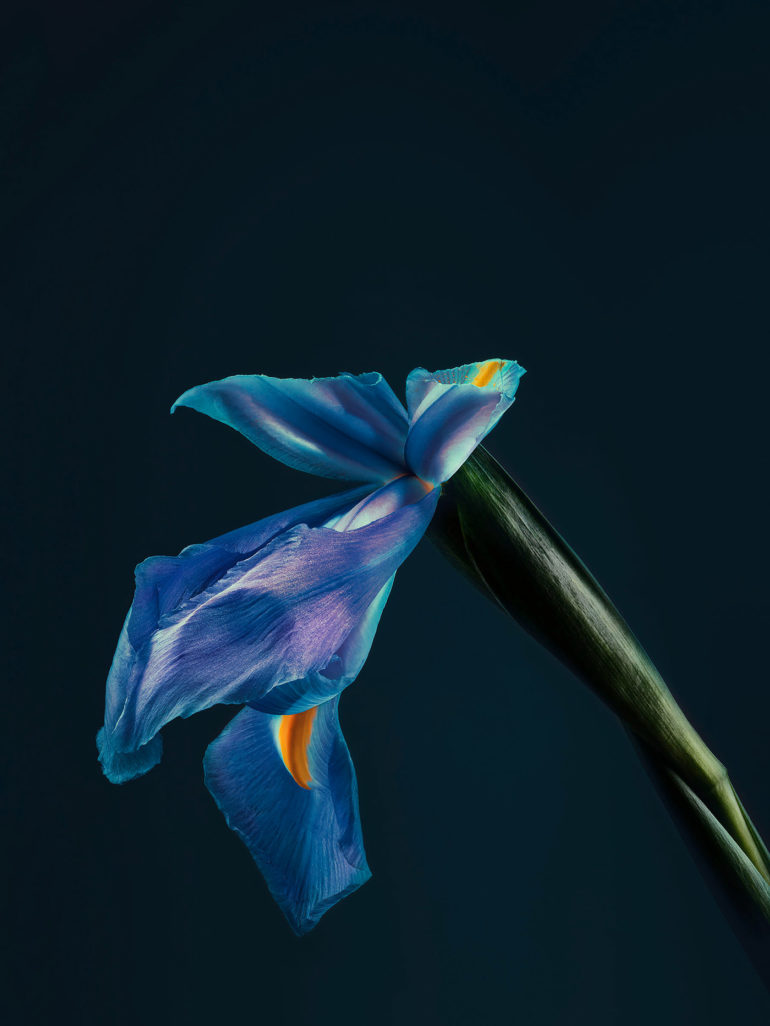 simon puschmann flower photography featured