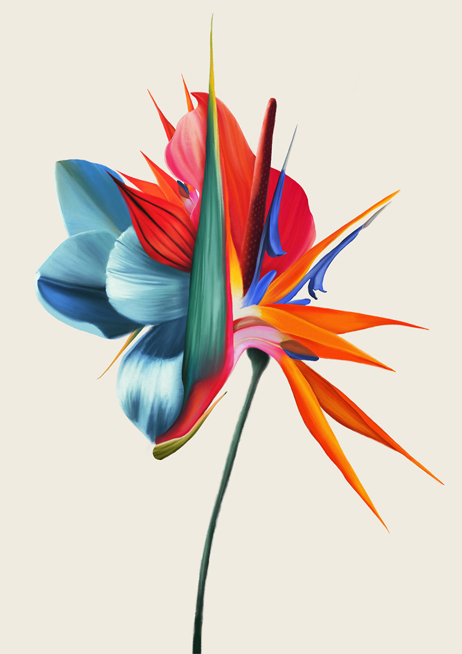 hybrid flowers illustrations by rocio montoya