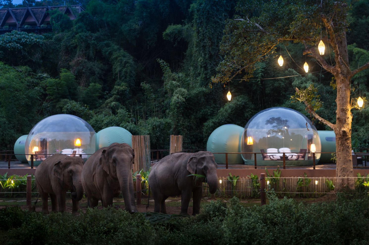 Jungle Bubbles hotel thailand