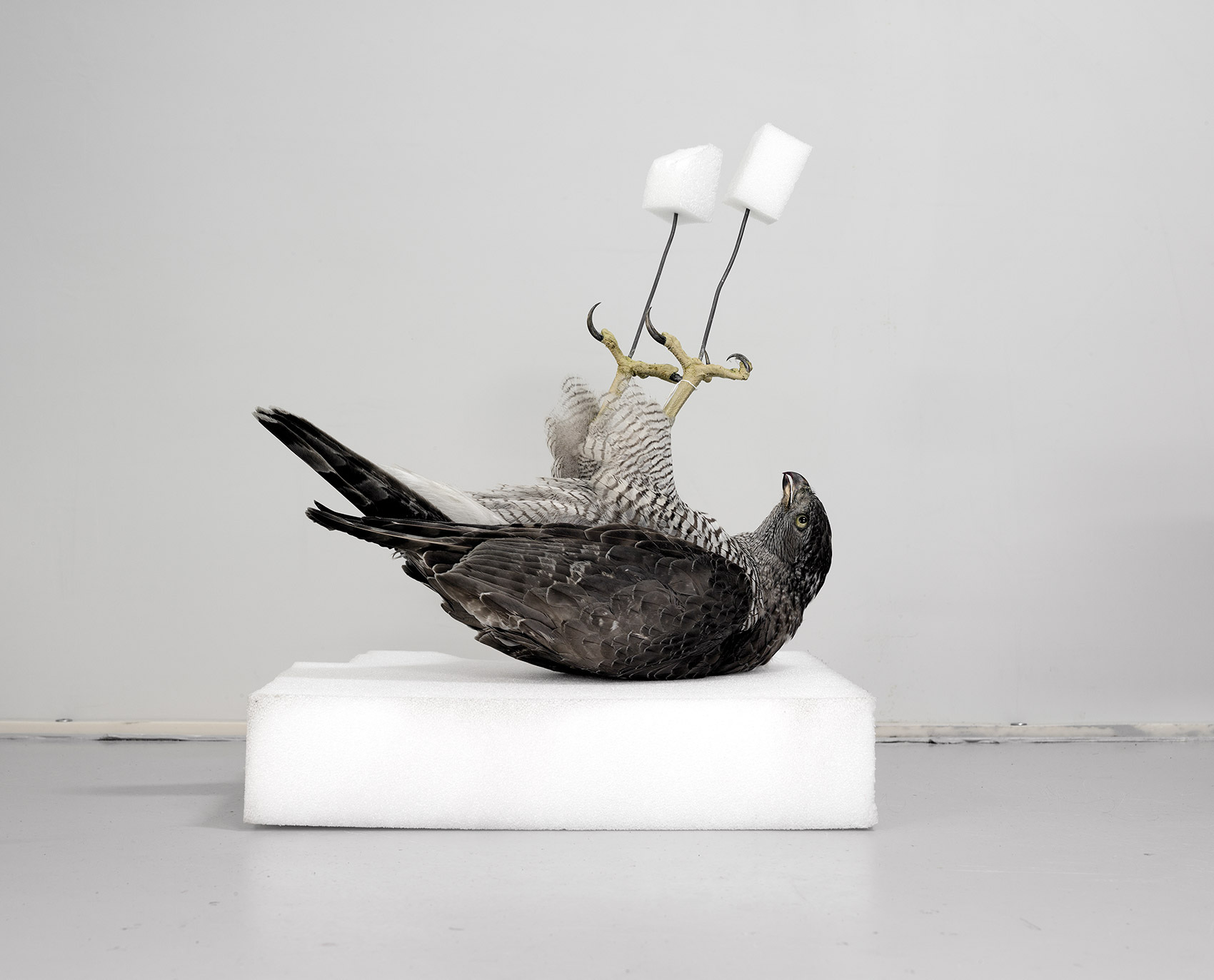 a moveable beast helge skodvin taxidermy