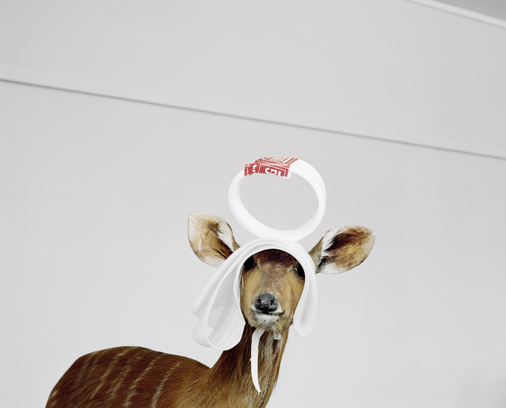 a moveable beast helge skodvin taxidermy