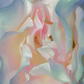 xuebing du mother of pearl flower series