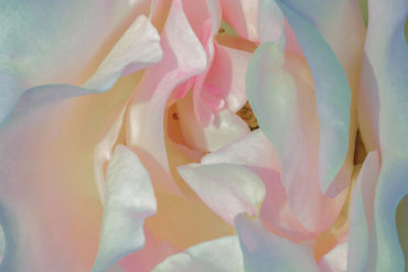 xuebing du mother of pearl flower series