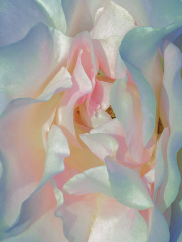 xuebing du mother of pearl flower series