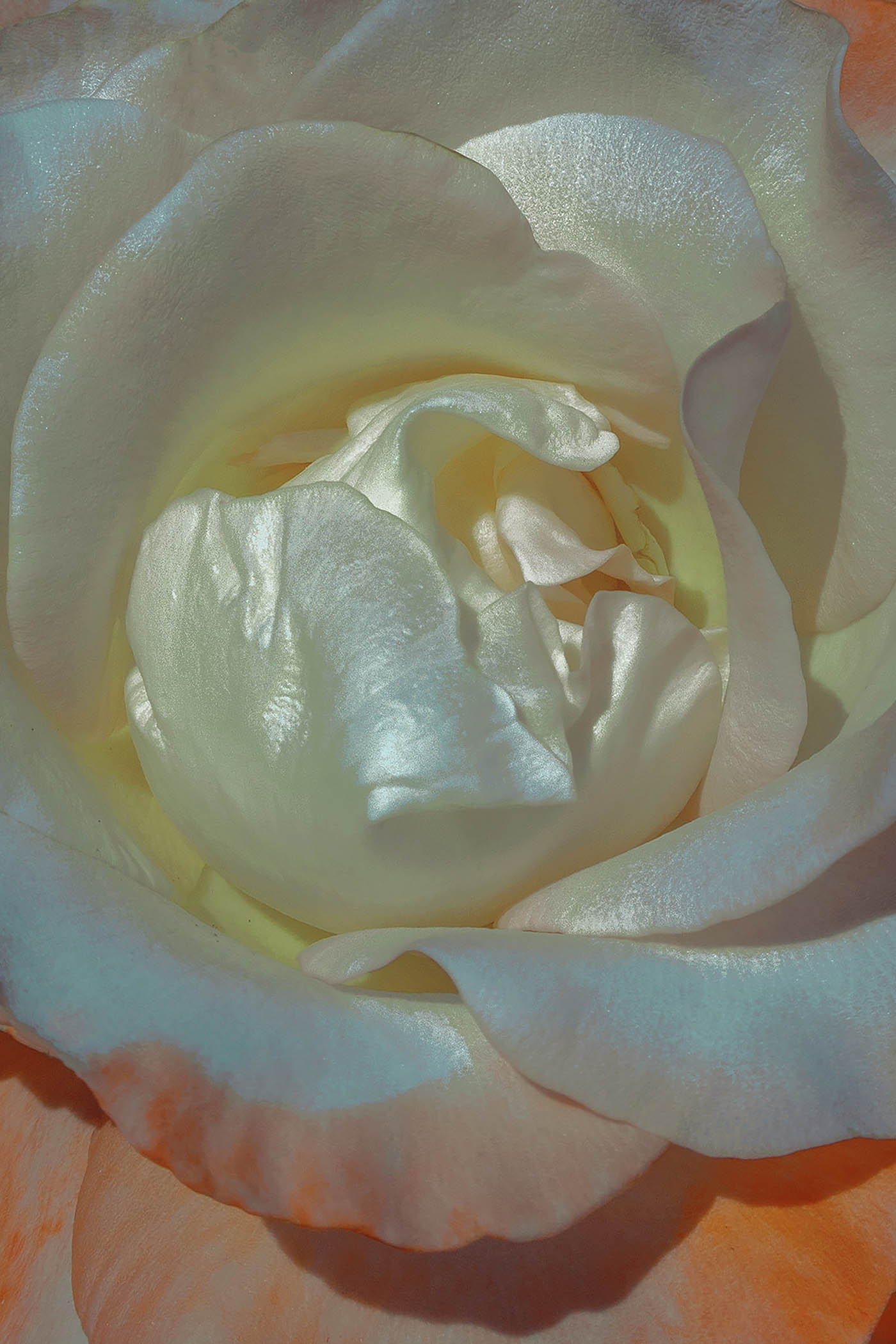 xuebing du mother of pearl flower series