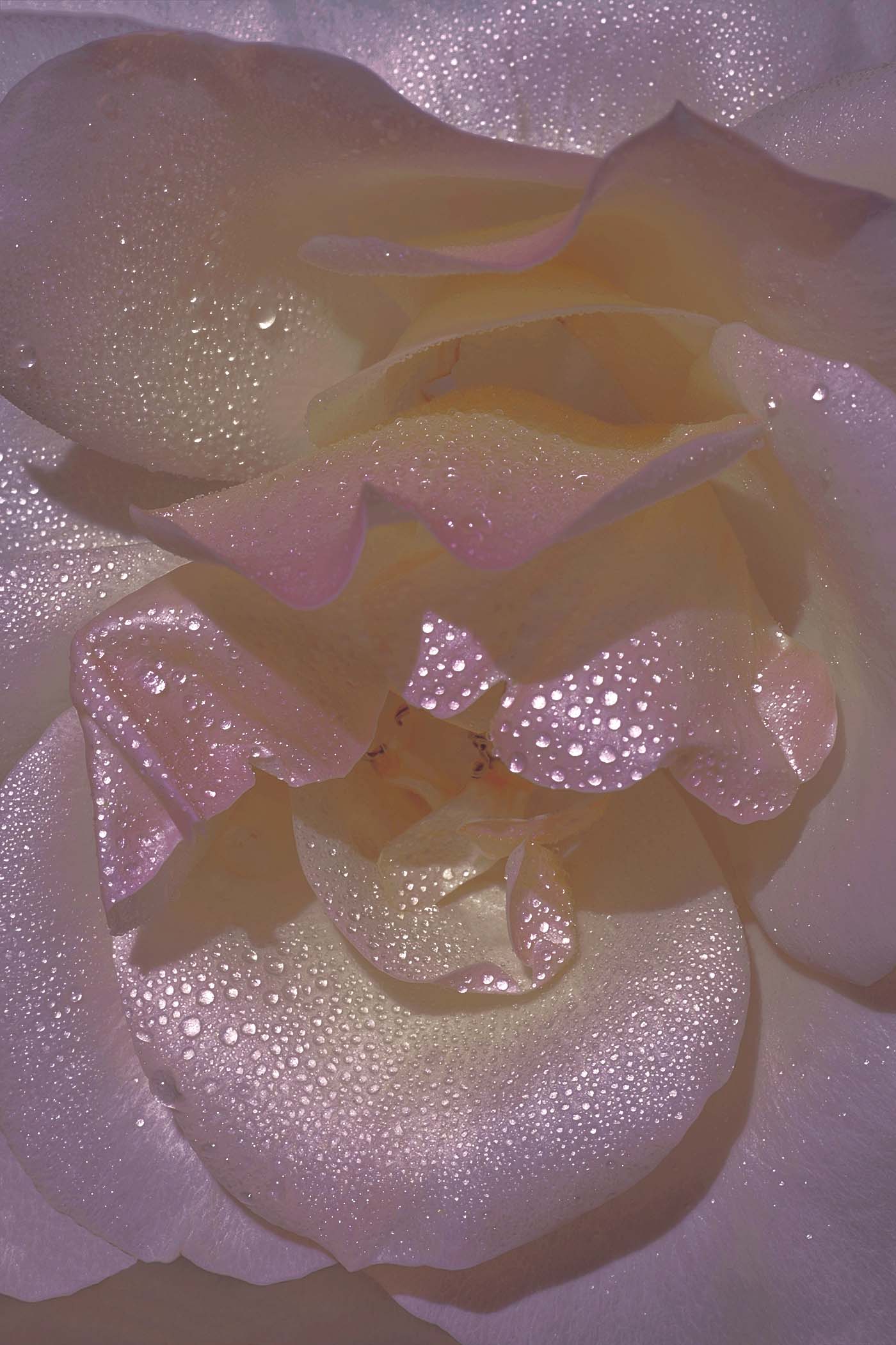 xuebing du mother of pearl flower series