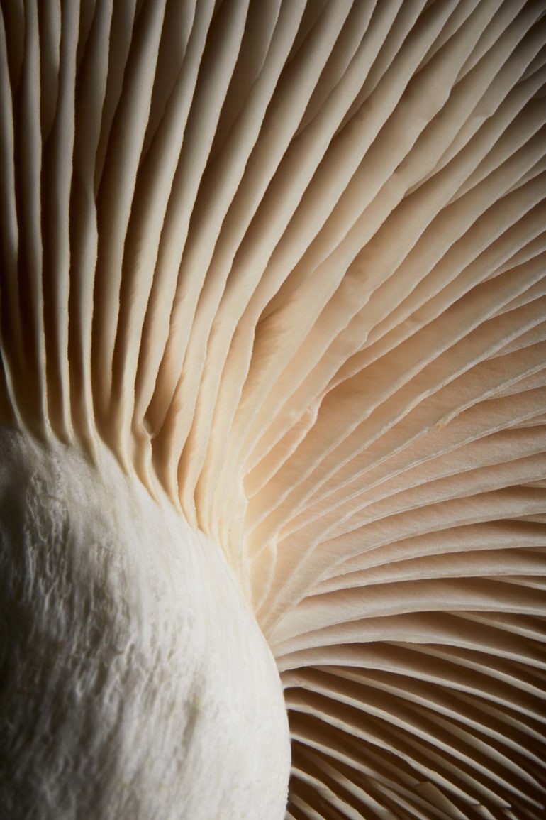 hannah_caldwell_fungi_series_trendland