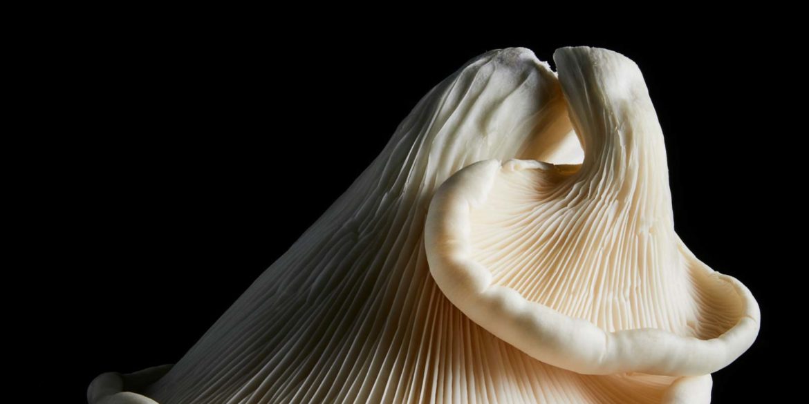 hannah_caldwell_fungi_series_trendland