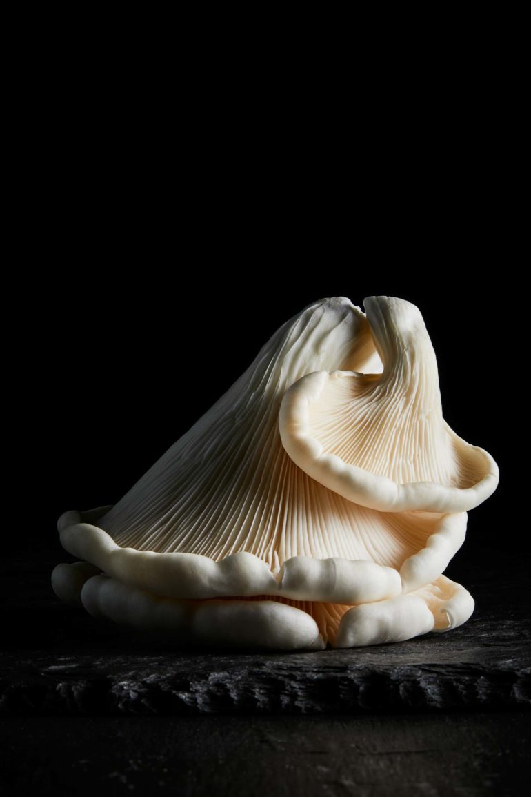 hannah_caldwell_fungi_series_trendland