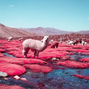 The Alpaca River Photographed by Paolo Pettigiani