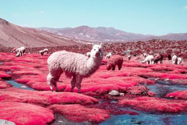 The Alpaca River Photographed by Paolo Pettigiani