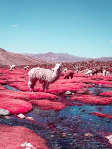 The Alpaca River Photographed by Paolo Pettigiani