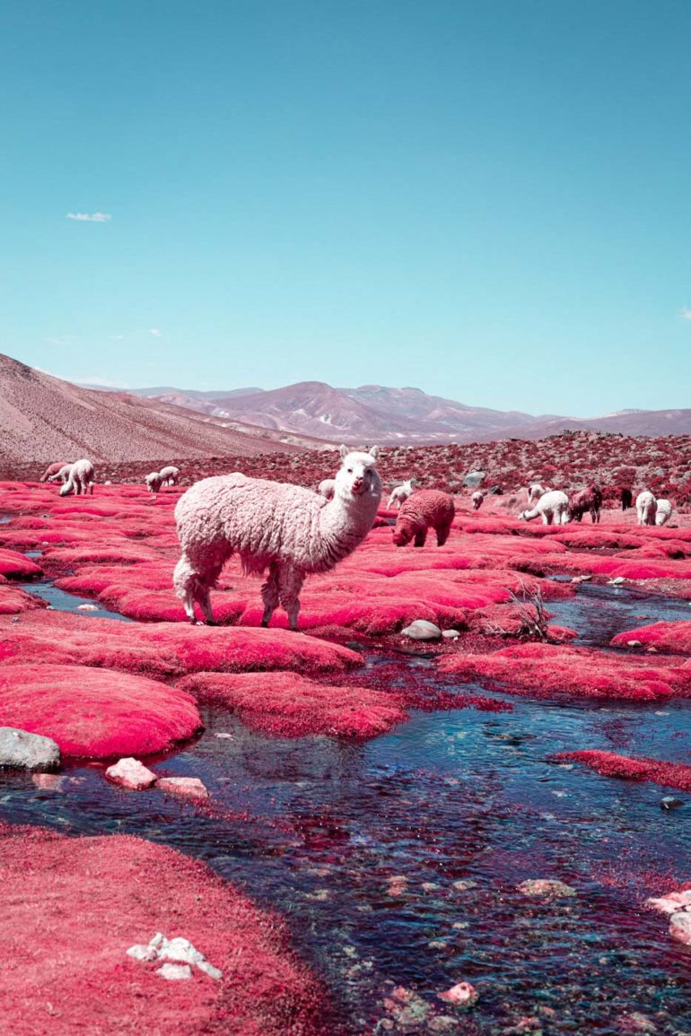 The Alpaca River Photographed by Paolo Pettigiani