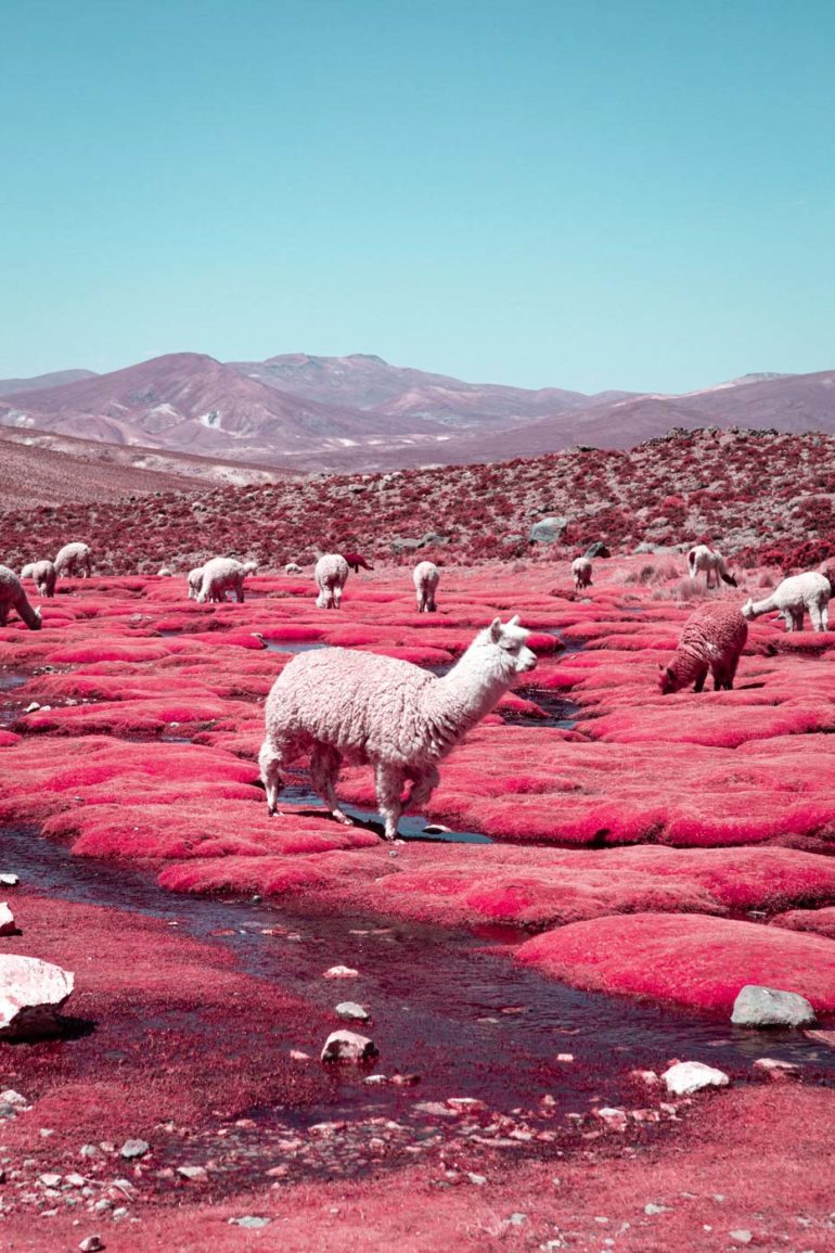 The Alpaca River Photographed by Paolo Pettigiani