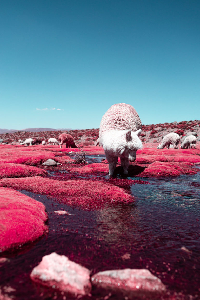 The Alpaca River Photographed by Paolo Pettigiani