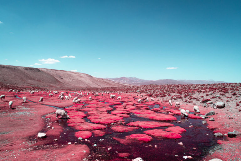 The Alpaca River Photographed by Paolo Pettigiani