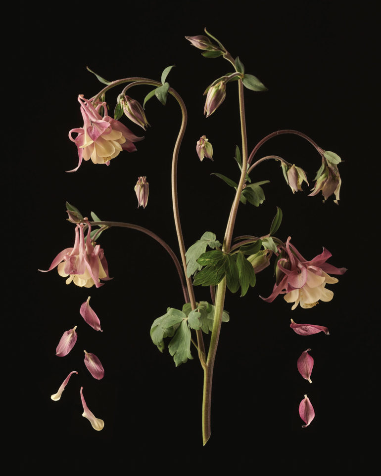 dissecting flowers by tim van der most Tim van der Most