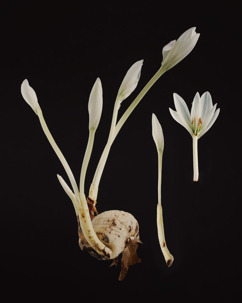 Dissecting Flowers by Tim van der Most