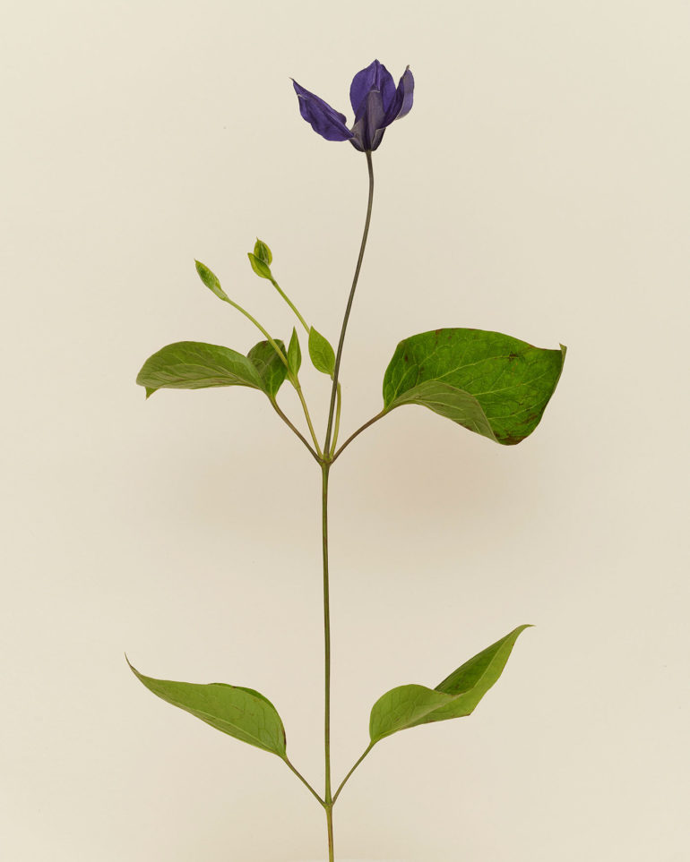 Dissecting Flowers by Tim van der Most