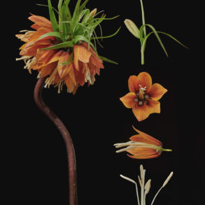 Dissecting Flowers by Tim van der Most