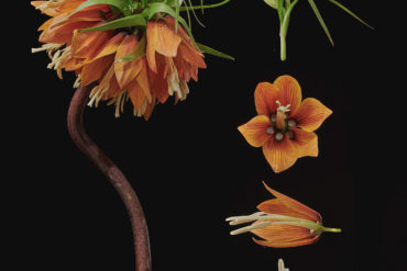 Dissecting Flowers by Tim van der Most