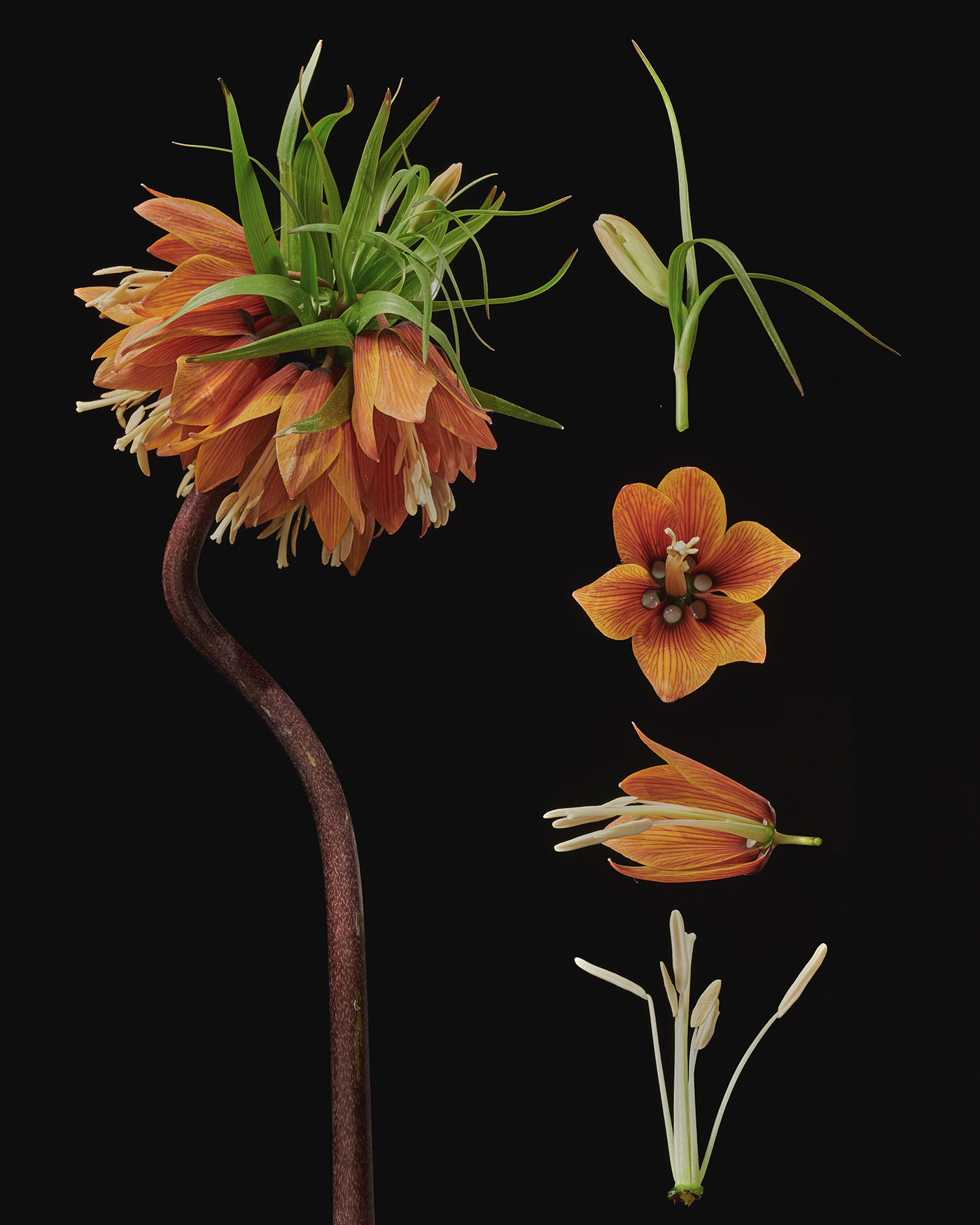 Dissecting Flowers by Tim van der Most
