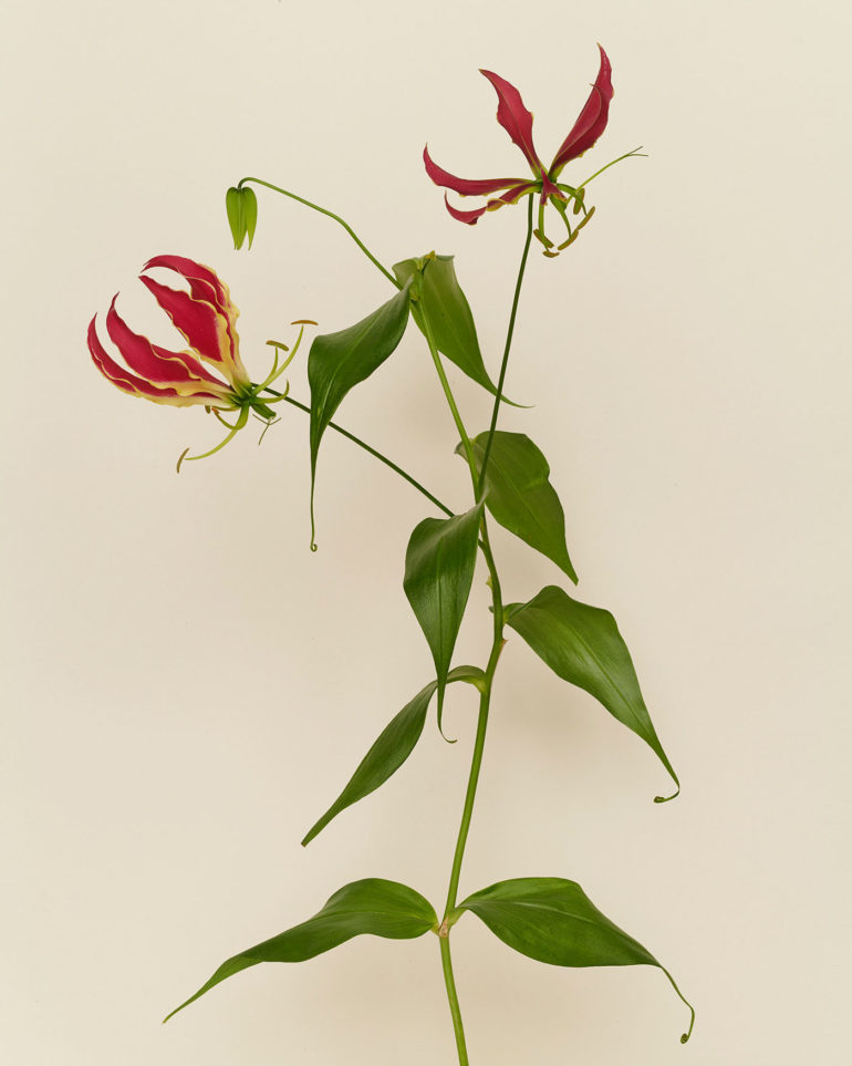 Dissecting Flowers by Tim van der Most