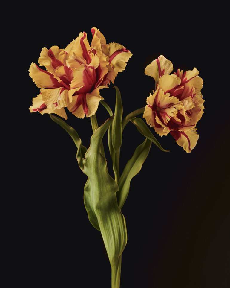 Dissecting Flowers by Tim van der Most