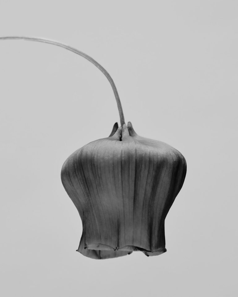 dissecting flowers by tim van der most 11 Dissecting Flowers by Tim van der Most