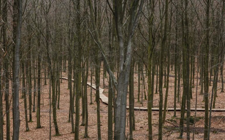 45m Tree observation tower in Denmark