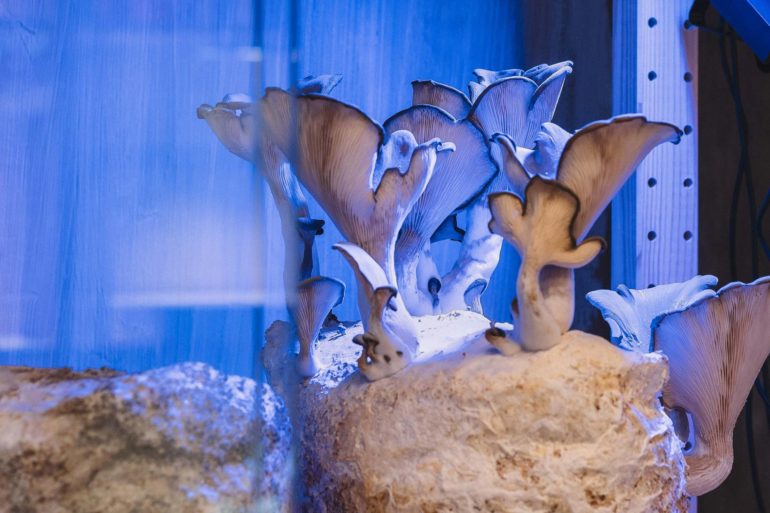 IKEA The Home of Tomorrow Poland