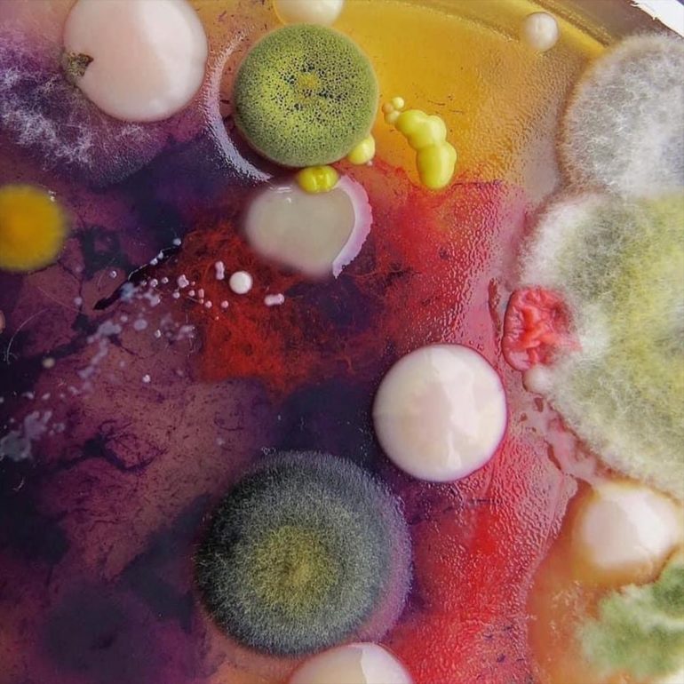 When Mold is looking Fabulous! The Microorganisms Studies of Dasha Plesen