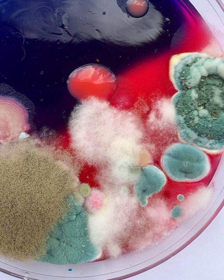 When Mold is looking Fabulous! The Microorganisms Studies of Dasha Plesen