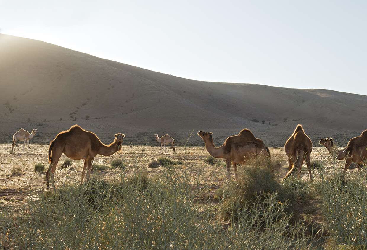 In Roads Less Travelled | Morocco